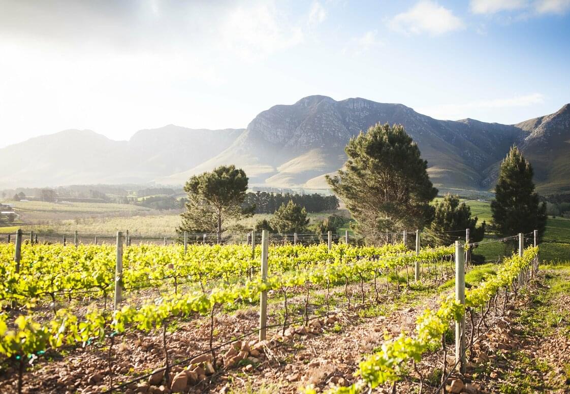 Cpia+de+Ignis+Vineyard Cpia+de+Ignis+Vineyard