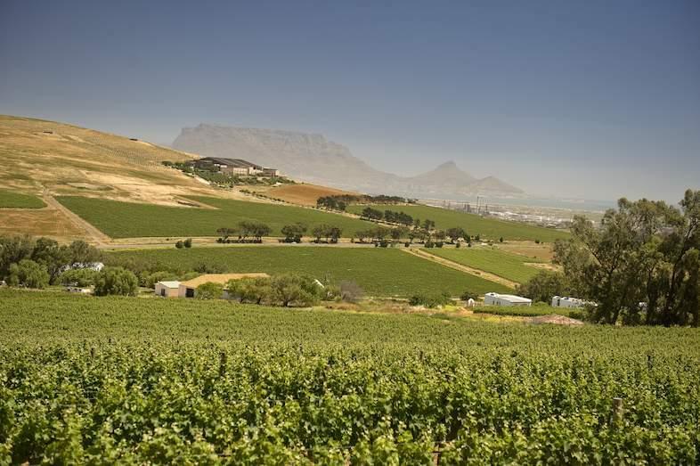 durbanville-hills-111-786x523 durbanville-hills-111-786x523