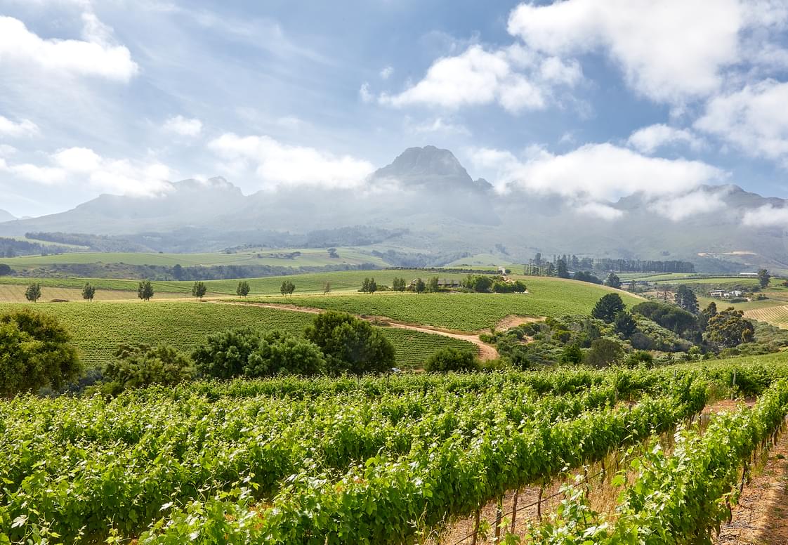 Guardian Peak Vineyards 2.jpg